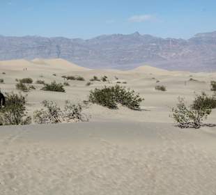 Mesquite Sand Dunes