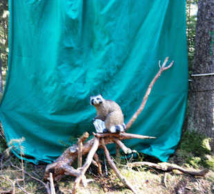 Neues im Kletterwald 09-2012