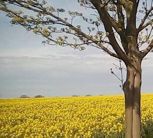 Auf der Steilküste Blütenpracht aus Raps nur im Mai