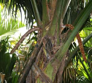 Praslin, Vallee de Mai