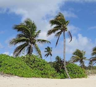 Palmem schirmen von der A1A ab
