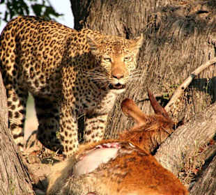 Leopard mit Riss
