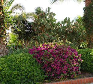 Cudowne kolorowe kwiaty Alanyi