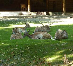 Mesopotanische Damhirsche