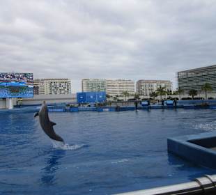 Aquarium / Oceanongrafic