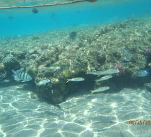 Toll zum schnorcheln