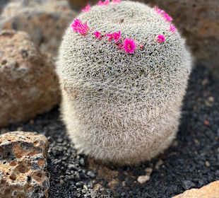 Jardin de Cactus / Kaktusgarten Guatiza