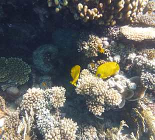 Einmalie Erlebnisse mit Mo´s Delfinen