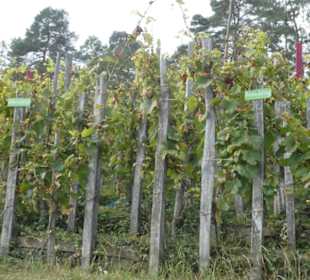 Ramsthal: am terroir f