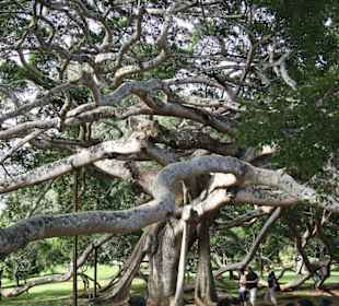 Botanischer Garten Figus von Innen