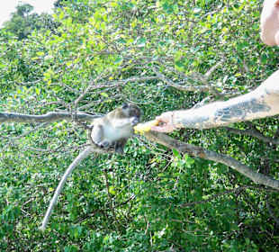 Schnorchelausflug zur Inselgruppe Koh Phi Phi