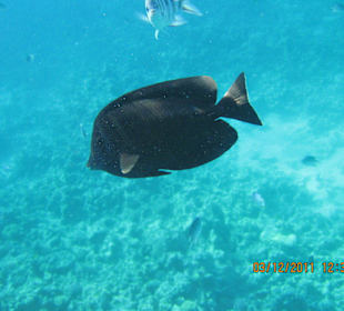 Schwarzer Doktorfisch