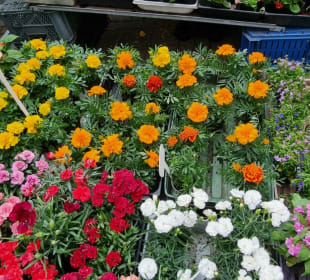 Blumen