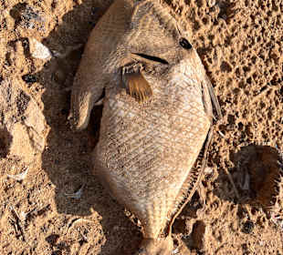 Inseln Hamata
