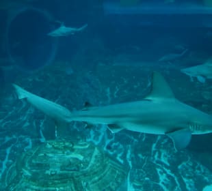 Aquarium mit Untersee-Station