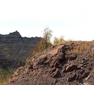 Roślinność Gór Gran Canaria