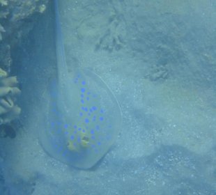 Schnorchelspaß direkt am Hotel - Rochen