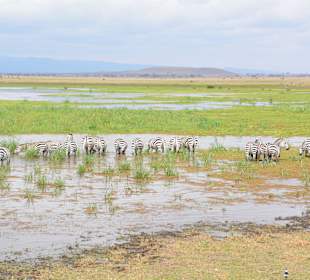 Alleine bei der Amboseli-Tierwanderung