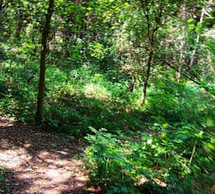 Achtung Stechmücken