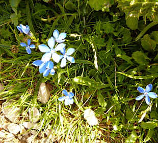 Bergblumen überall