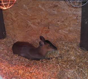 Weltvogelpark Walsrode