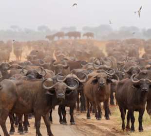 Riesige Büffelherden Tsavo Ost