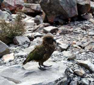 Птица маои.