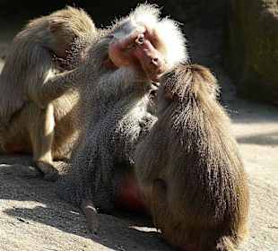 Die Frauen wissen was ich mag