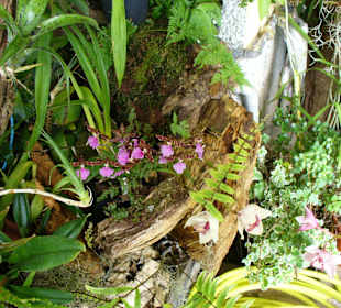 In Pregetter's Orchideengarten