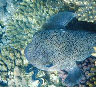 Schnorcheln El Quseir