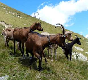Nicht scheu die Bergziegen