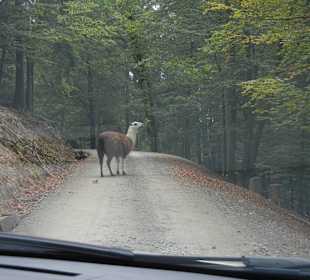 Typische Safari Problemen im Wildpark