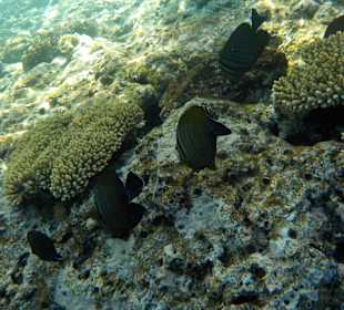 Schnorcheln Sharm el Sheikh