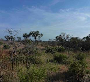 Krüger Nationalpark