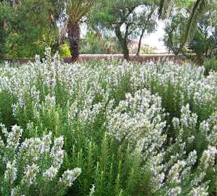 I giardini