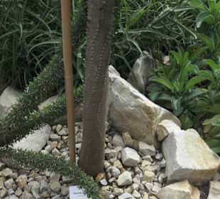 Wüstenpflanzen -  Alter Botanischer Garten