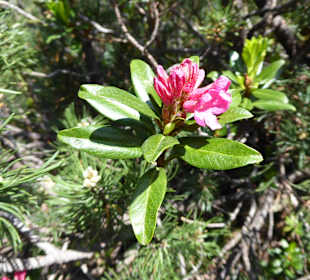 Berg Biberwier
