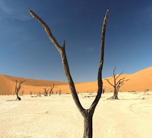 Dead Vlei