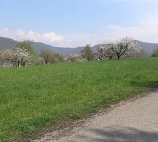 Calverbühl