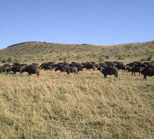 Büffelherde in der Massai Mara