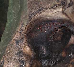 Gomantang Caves- Kakerlaken