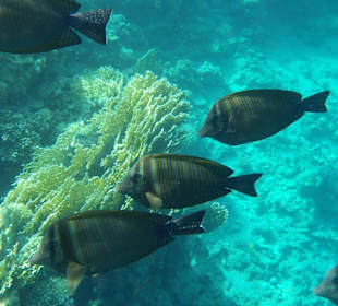 Sharm El Naga