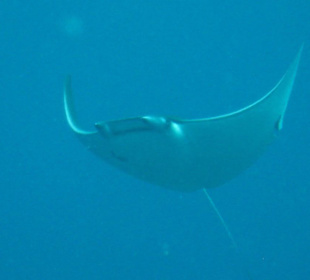 Manta