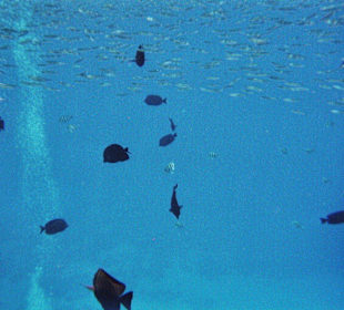 Direkt an der Treppe am Steg, Eingang zum Meer