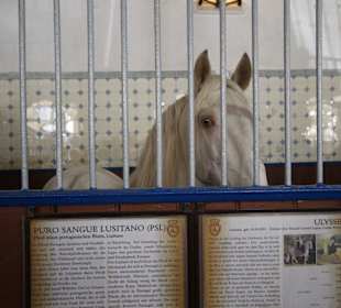 Stolze Hengste im Marstall