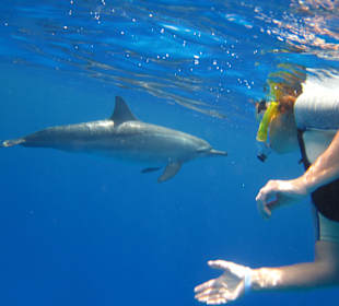 Delfine bei Shaab Marsa Alam (Gota)
