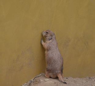 Irrland Bauernhof-Erlebnisoase