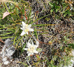 Wandern Nova Levante / Welschnofen