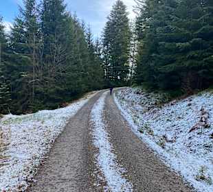 Wandern Bannwald Baiersbronn