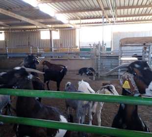 Ziegenfarm Finca Pepe